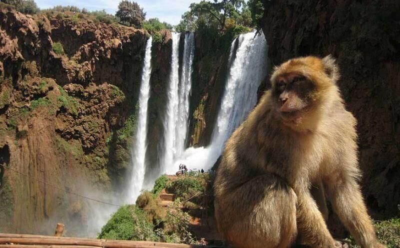 Ouzoud Waterfalls Day Trip - Ouzoud Waterfalls with Barbary Monkey