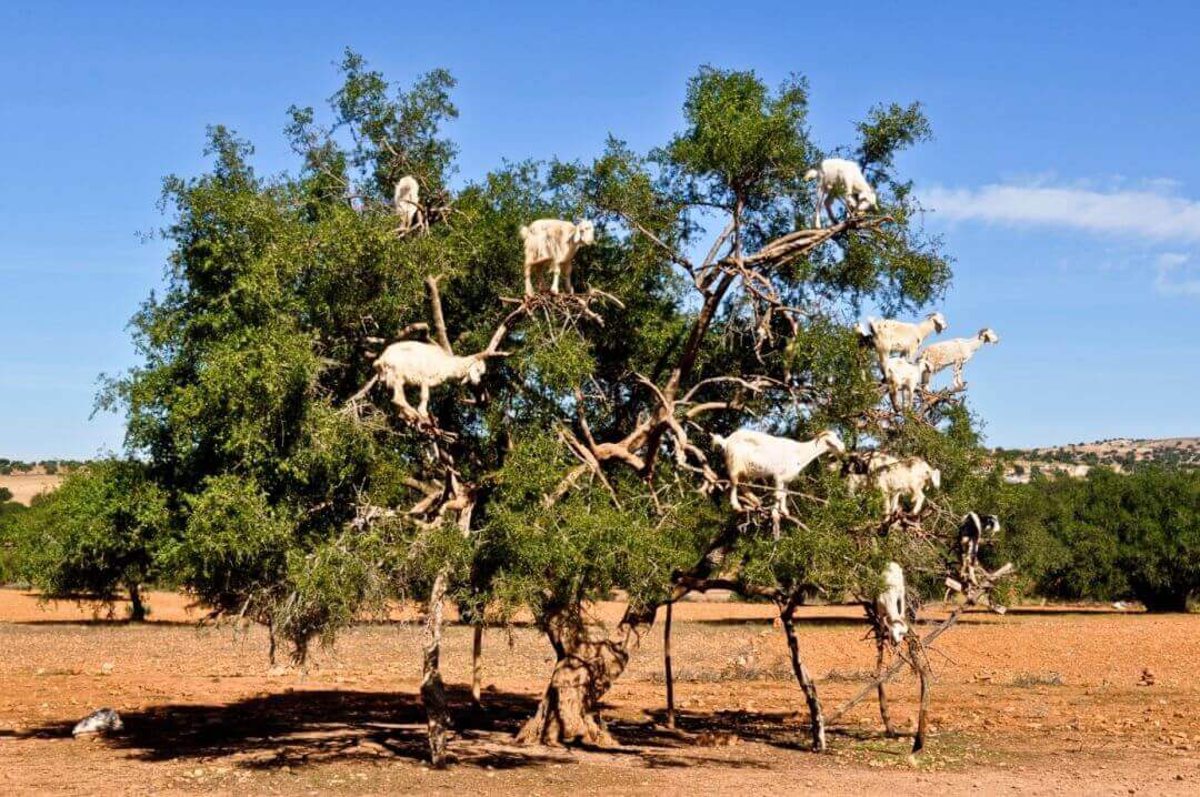 Essaouira day trip - Goats on Argan tree