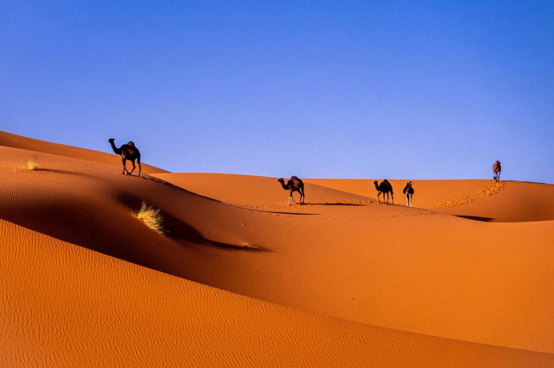 Highlights of Morocco - Sahara Desert