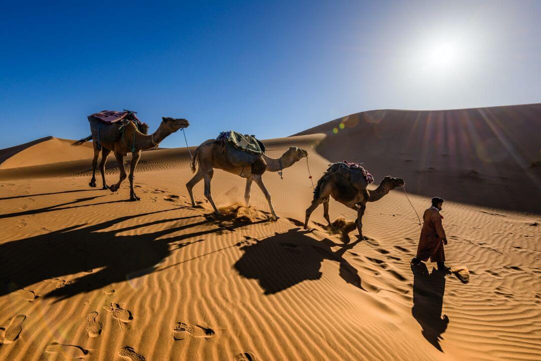 Mountains and Sahara Trip - Camels in the Sahara